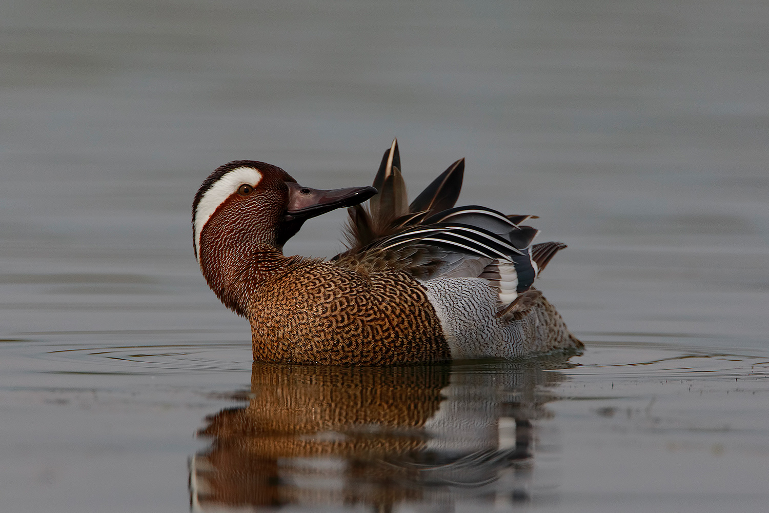 Pulizie mattutine (Marzaiola)