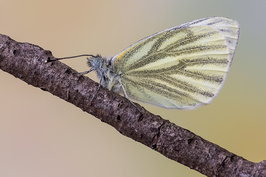 Pieris napi