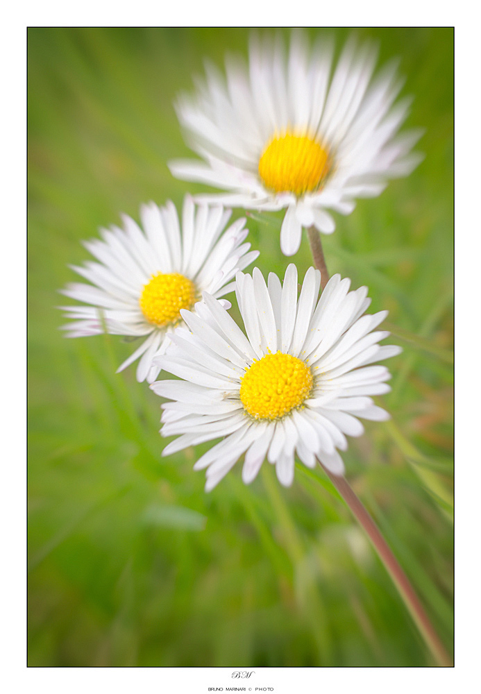 Zoom sulle margherite....