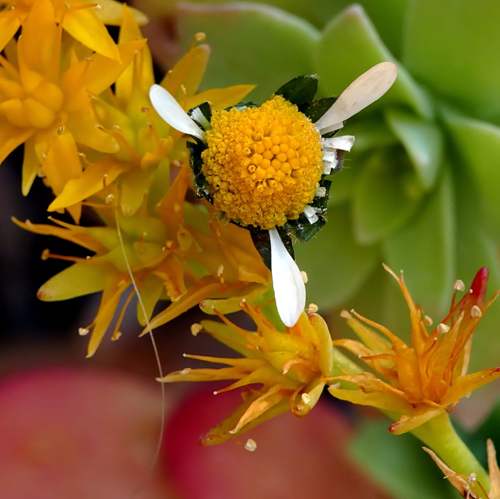 ***M'ama, non m'ama, m'ama***