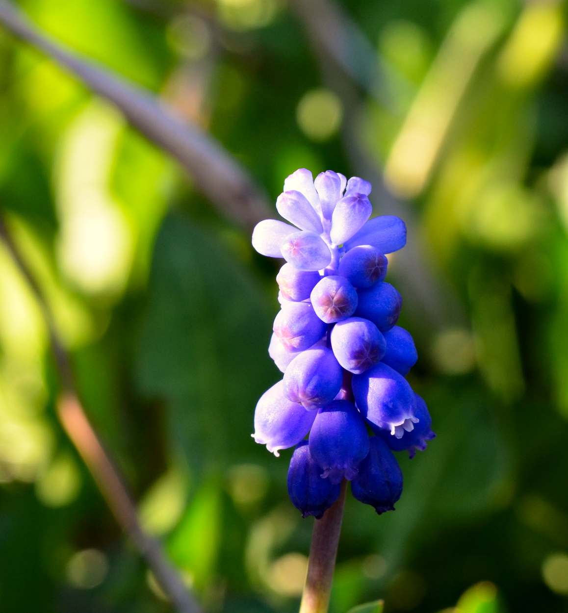 Muscari