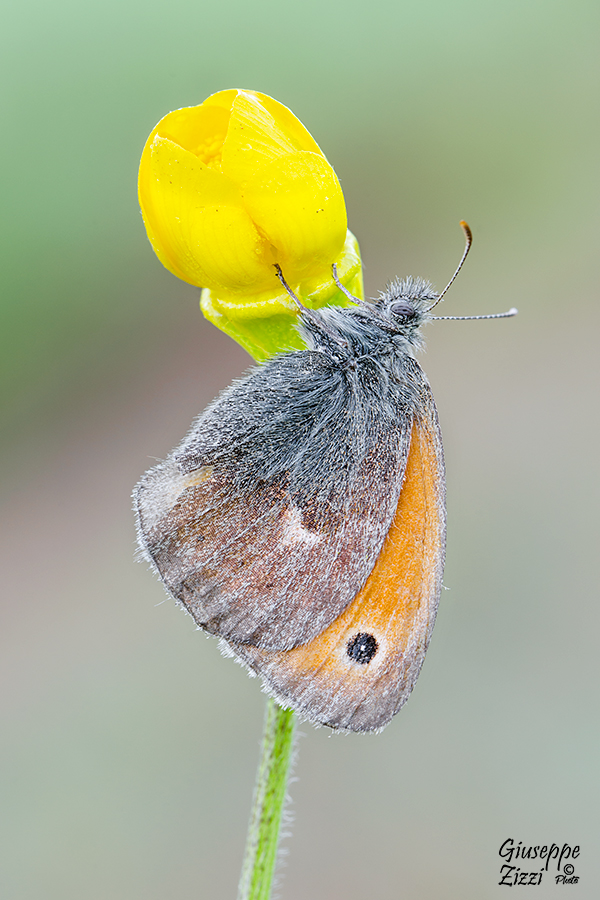 Prima della stagione