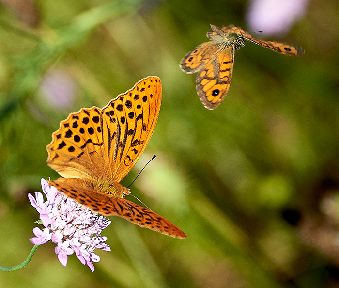 Questo fiore � il mio