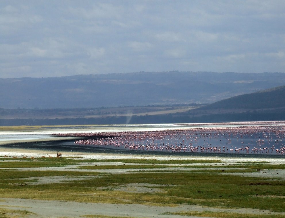 Curva e Fenicotteri - Kenya