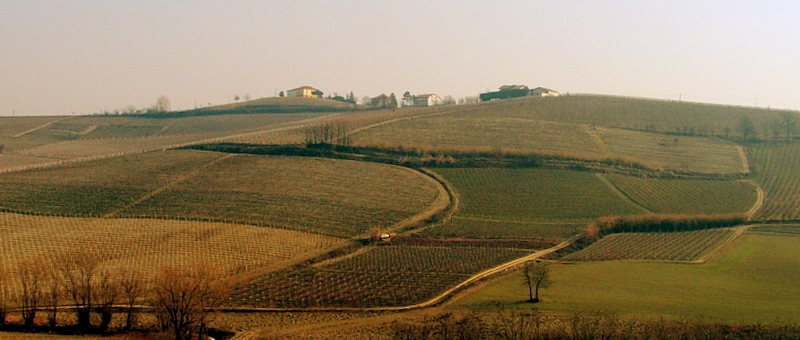 Geometrie di vigneti.