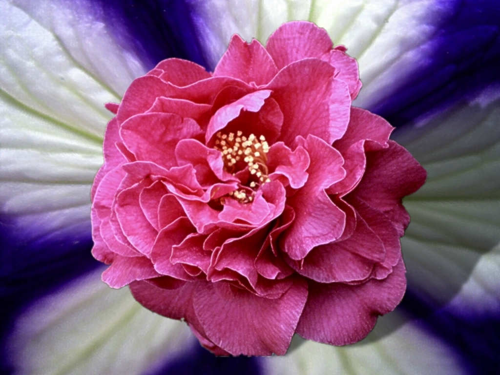 camelia japonica
