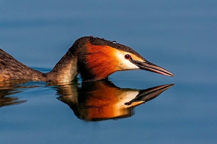 Riflesso per lo Svasso