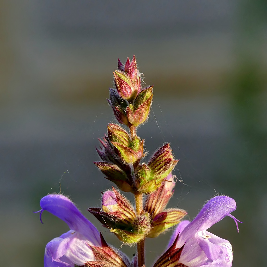 ***Rormarinus biforcutum***