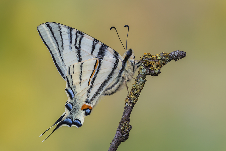 Ho rotto il ghiaccio