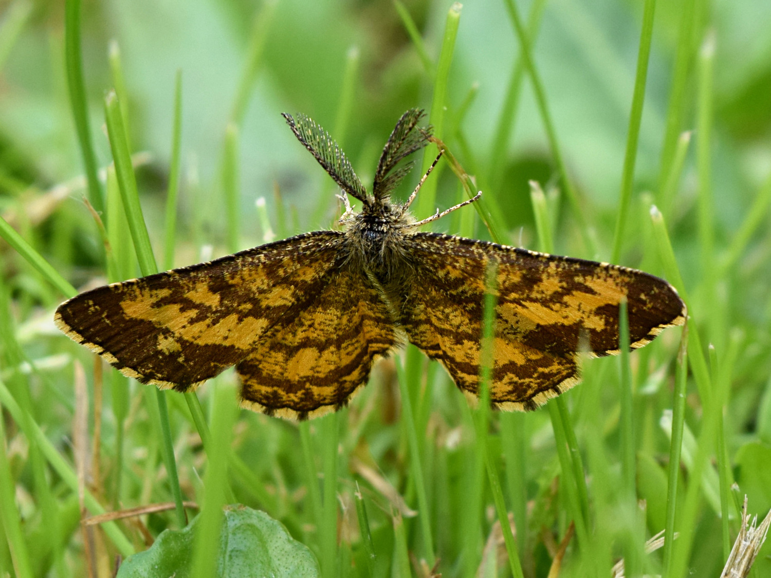Equilibrio precario (Ematurga atomaria)