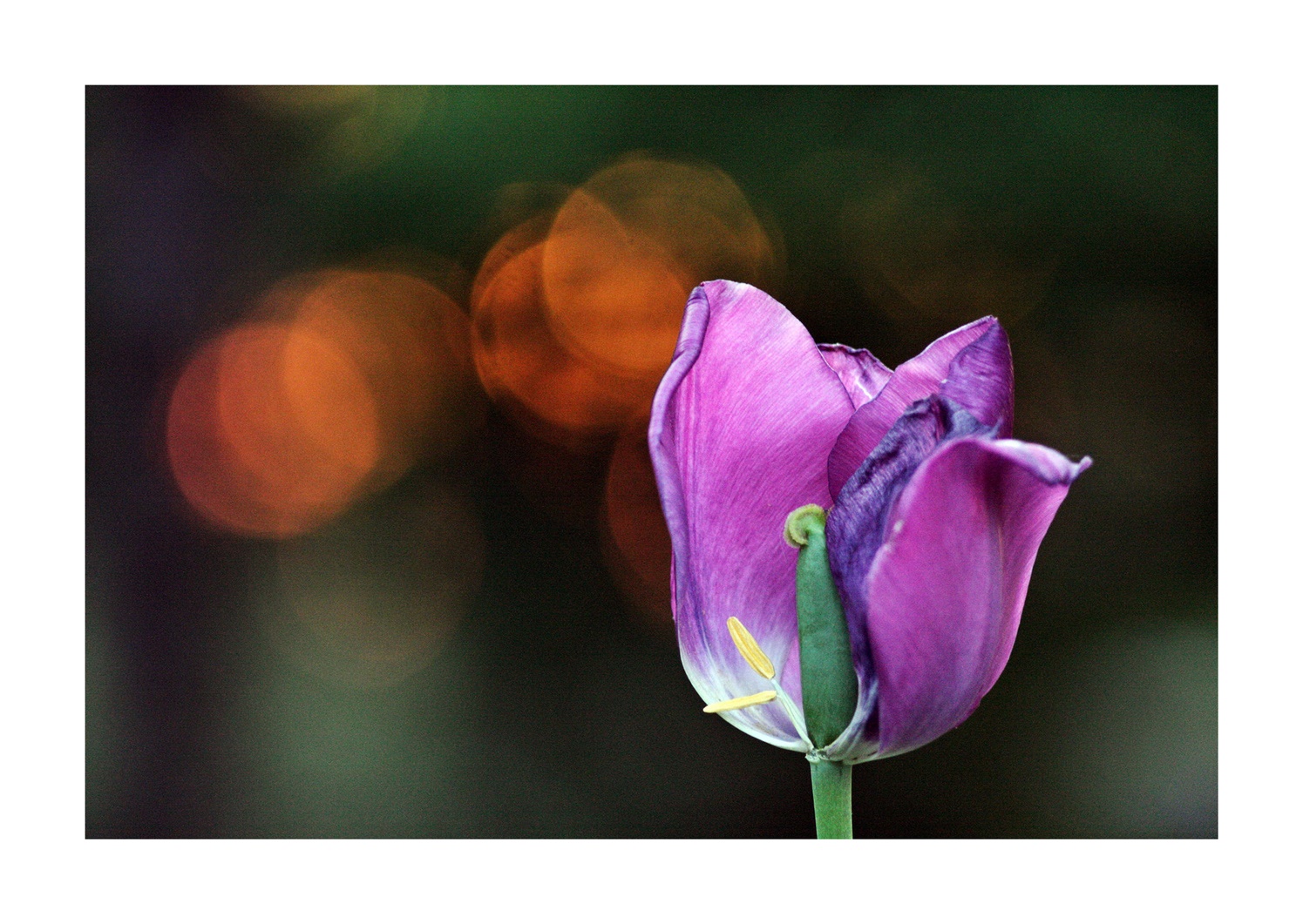 The Remains of the Bokeh ... ;/)