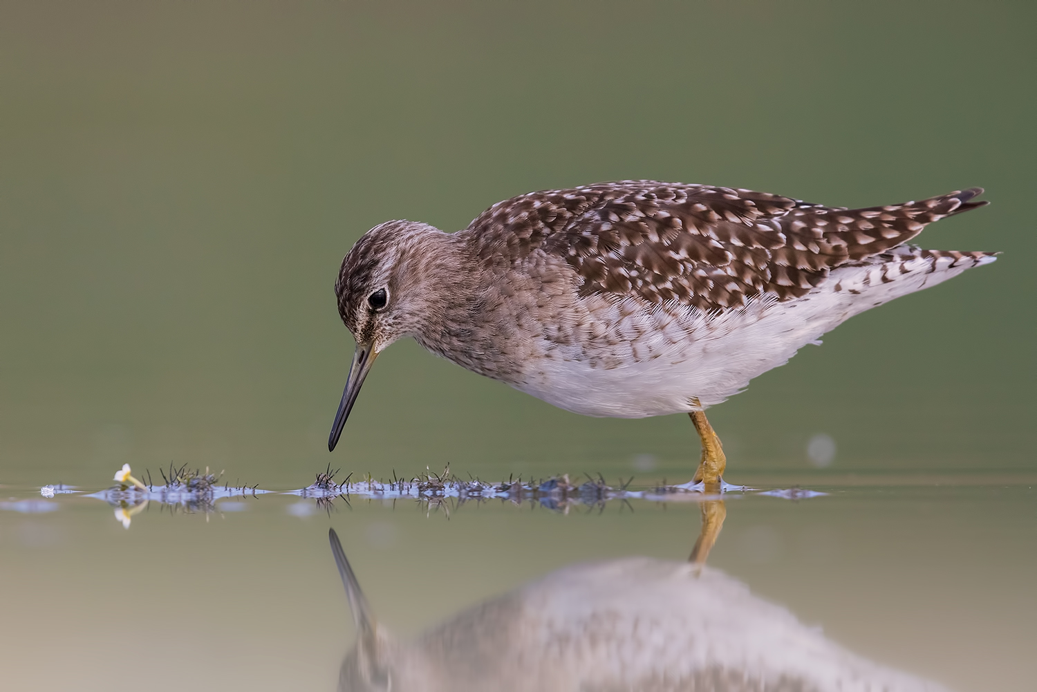 io e io (boschereccio)