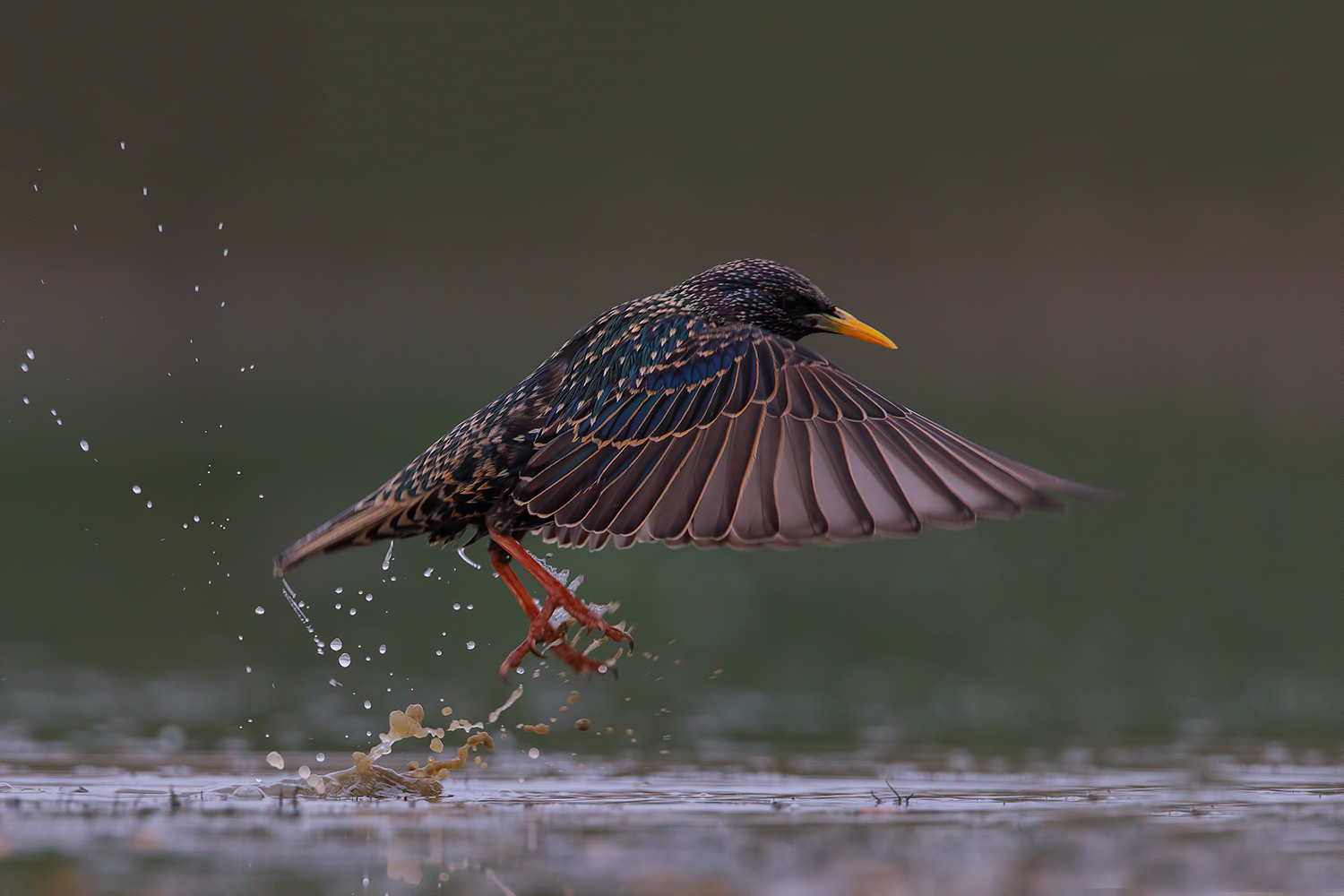 lo stacco dello storno