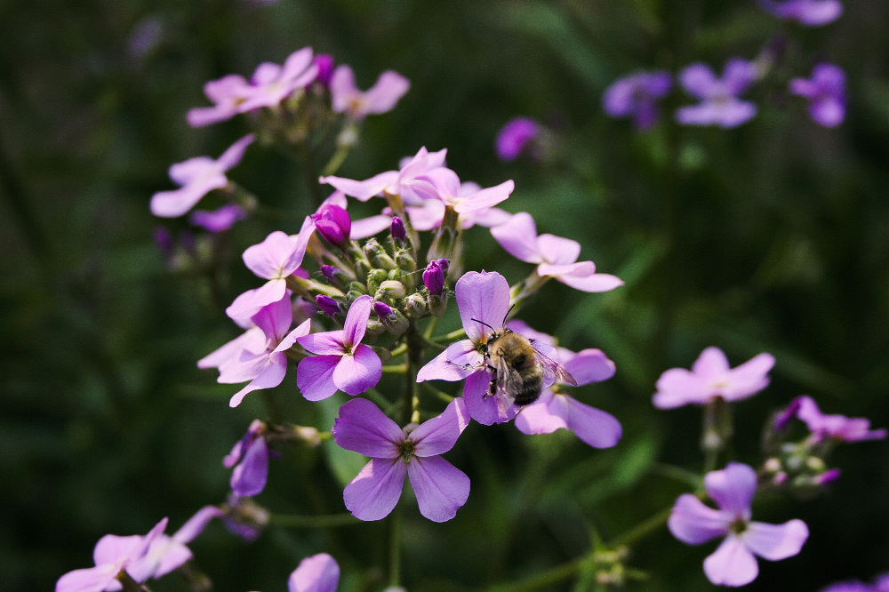 La Primavera belle ci fa