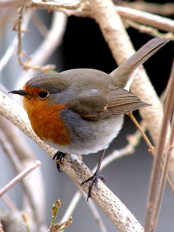 Un mio simpatico amico...
