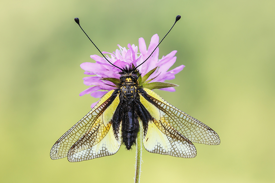 Libelloides coccajus