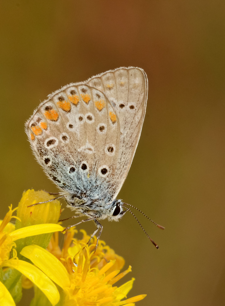 Licenide su fiore giallo