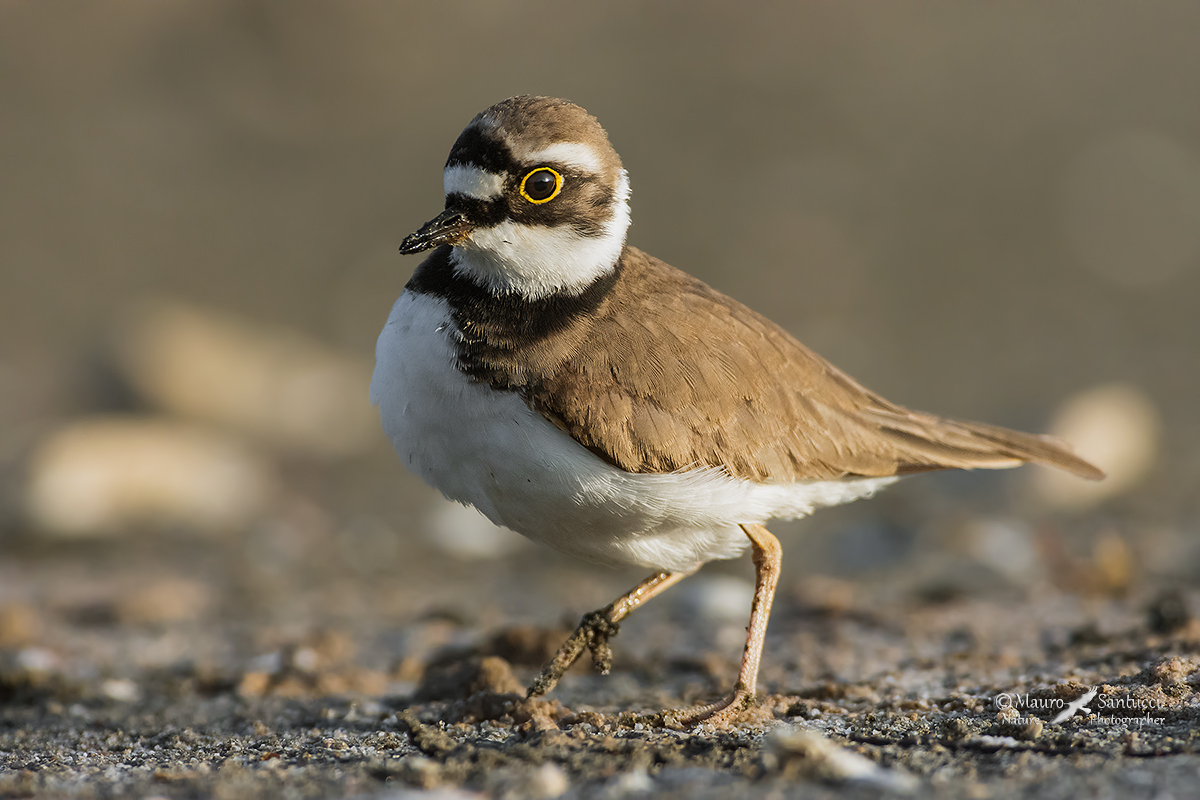 Corriere piccolo_ Charadrius dubius