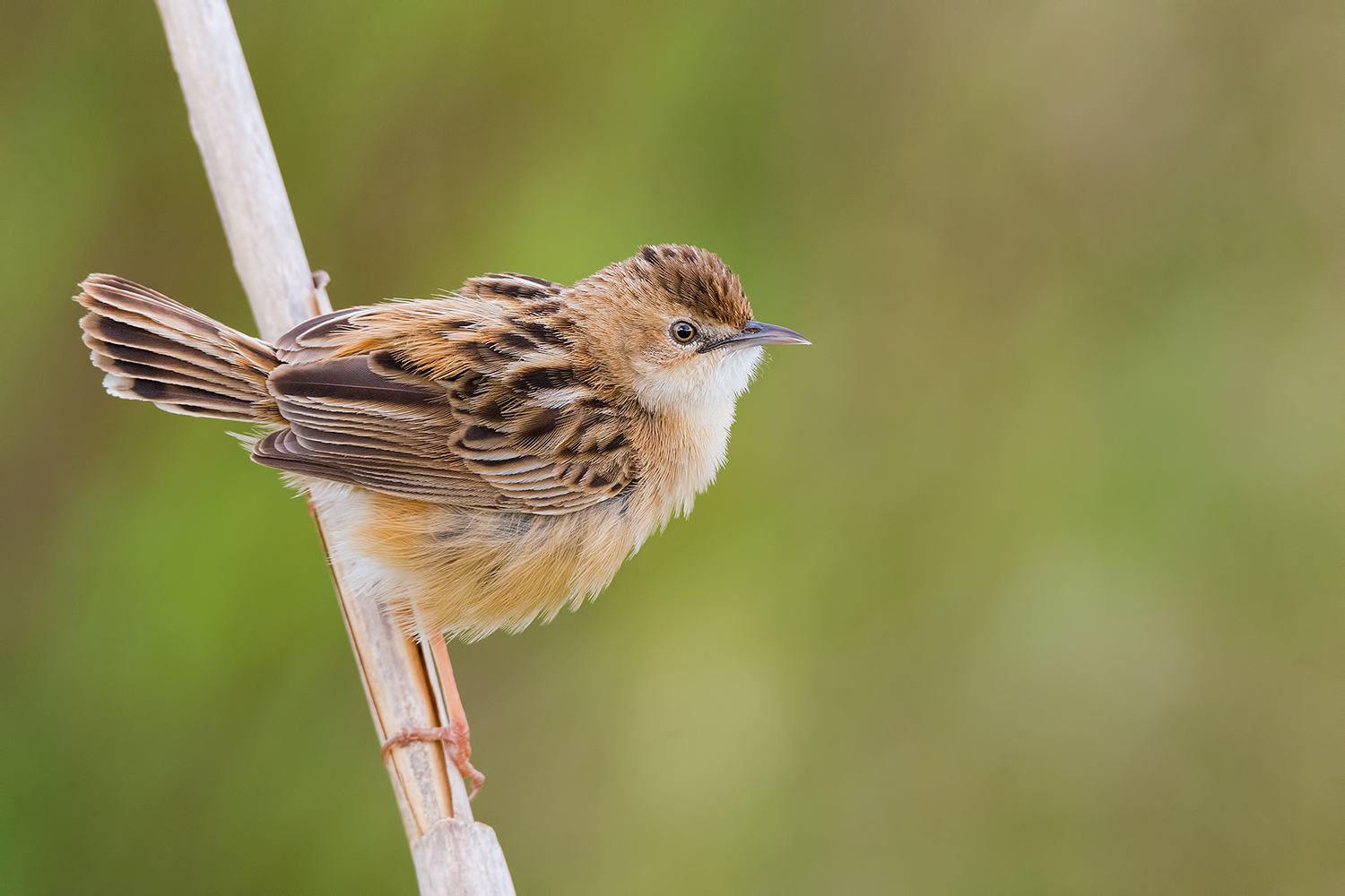 Beccamoschino (col nuovo Flusso)