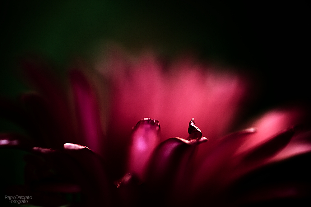 Non faccio foto di fiori