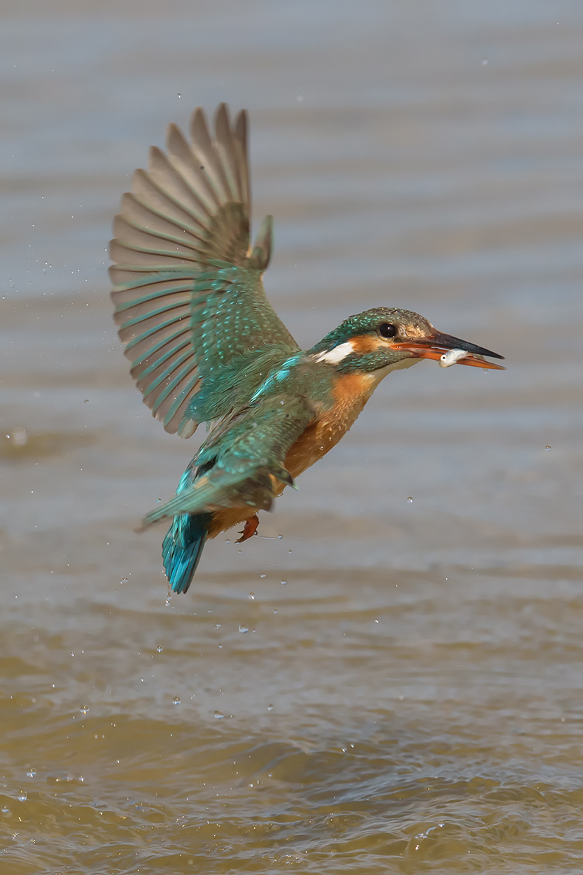 Kingfisher in virata
