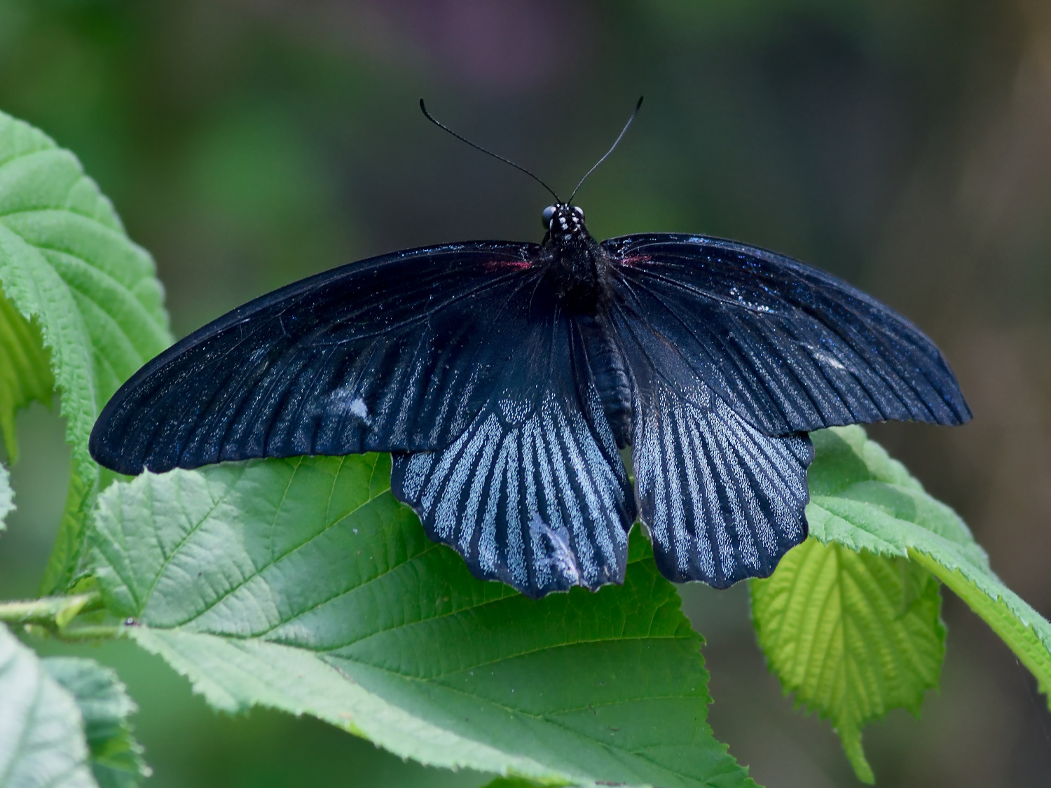Papilio protenor