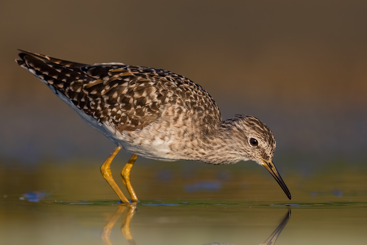 il Boschereccio a 4K col 2X