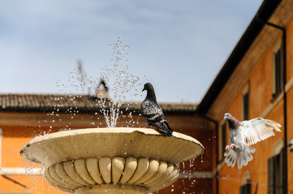 Colombi... anzi Piccioni 2