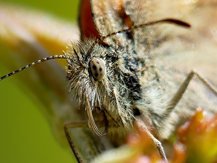 ***Stainbock butterfly***