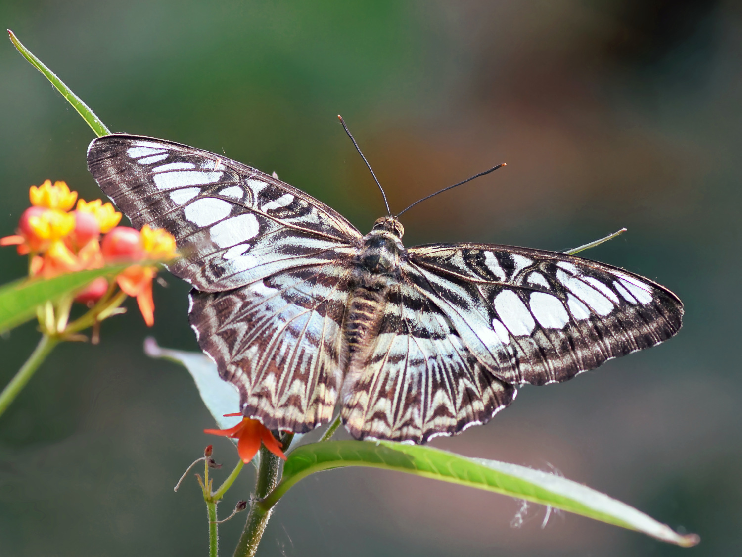 Parthenos sylvia
