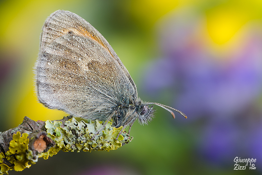 Coenonympha Pamphilus