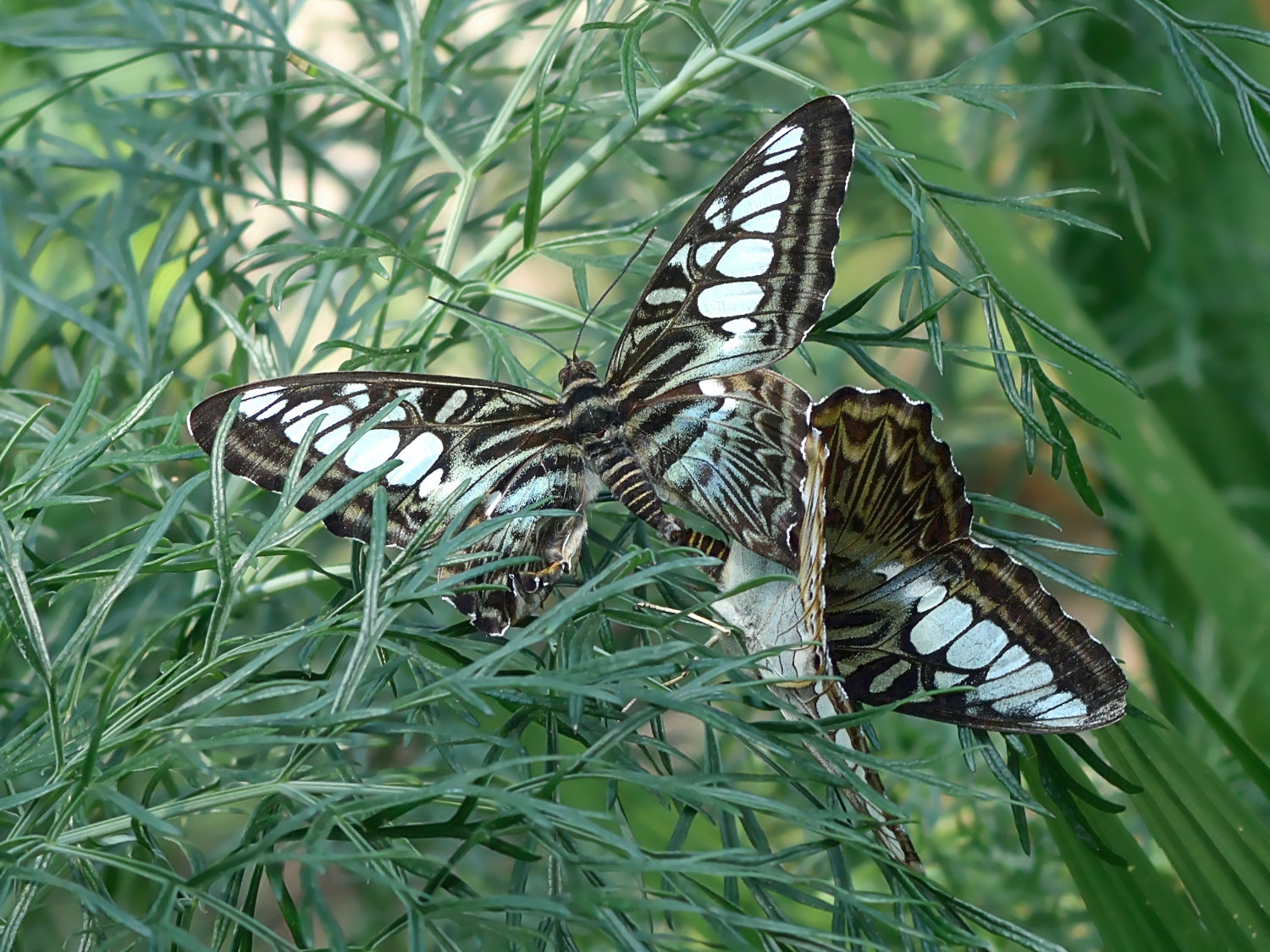 In cerca di privacy - Parthenos sylvia