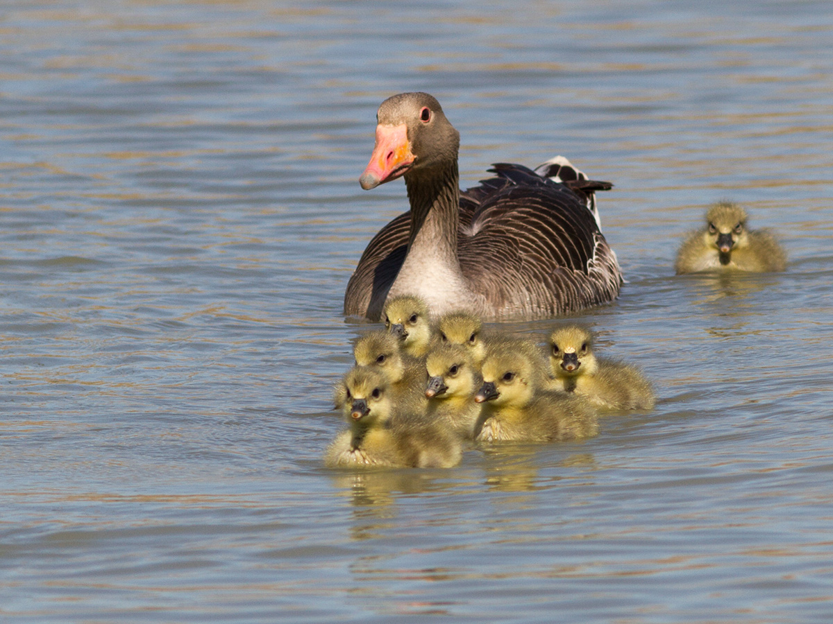 Armonia di primavera