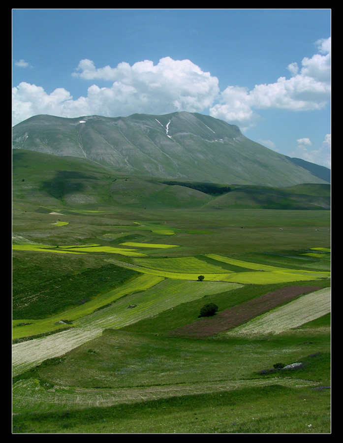 Castelluccio di Norcia - La fioritura (2)