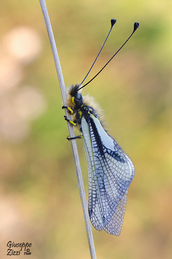 Libelloides Coccajus