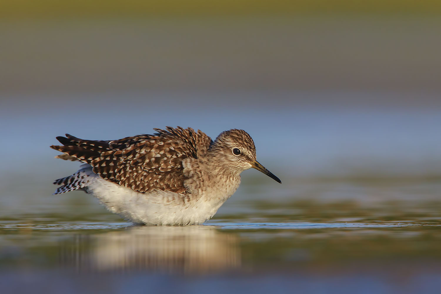 piro piro boschereccio