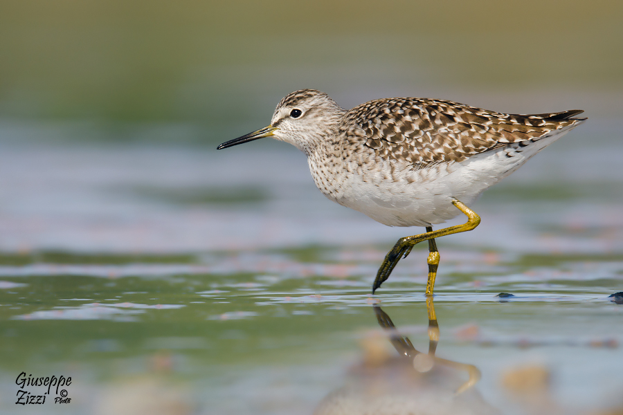 Piro Piro Boschereccio