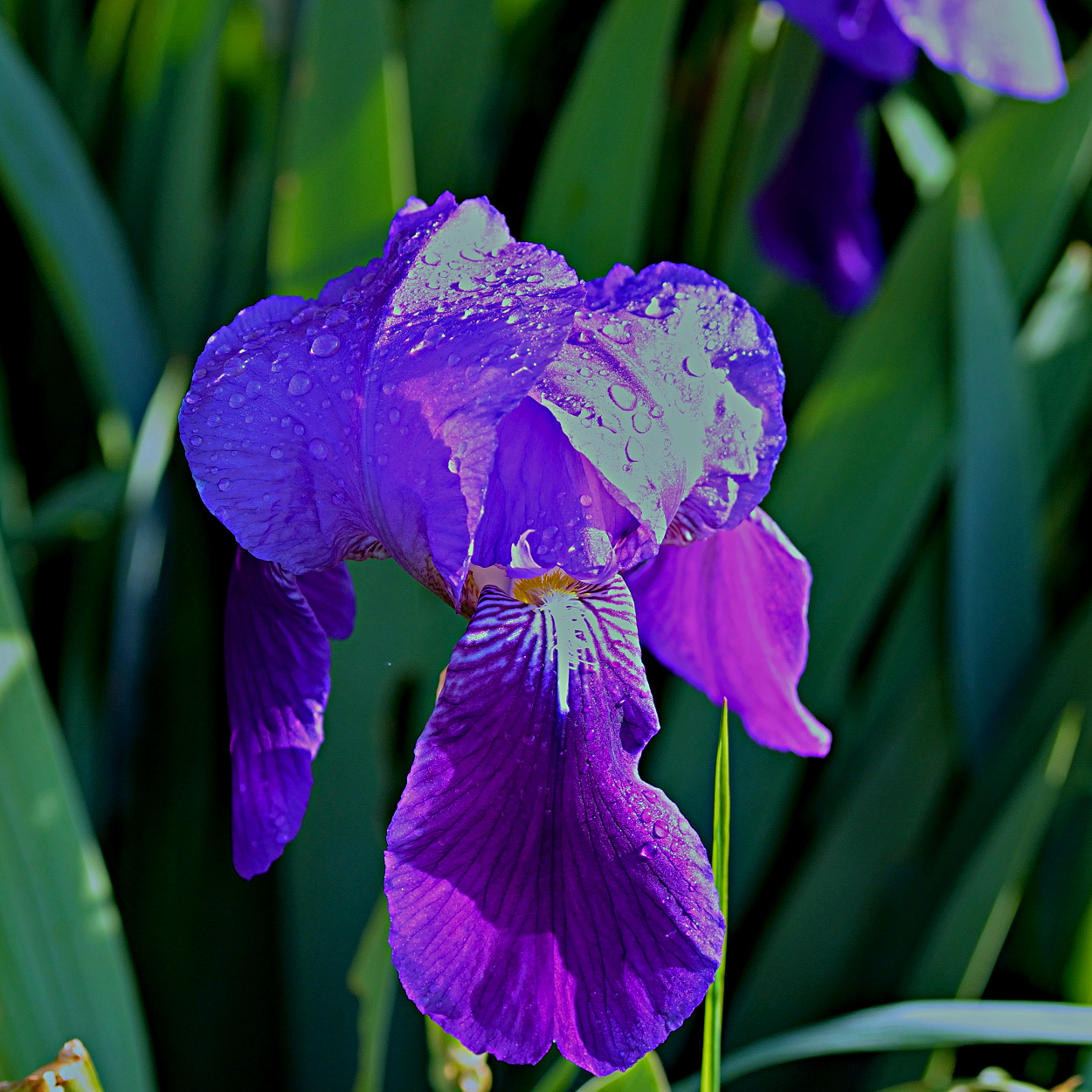 Iris Barbata