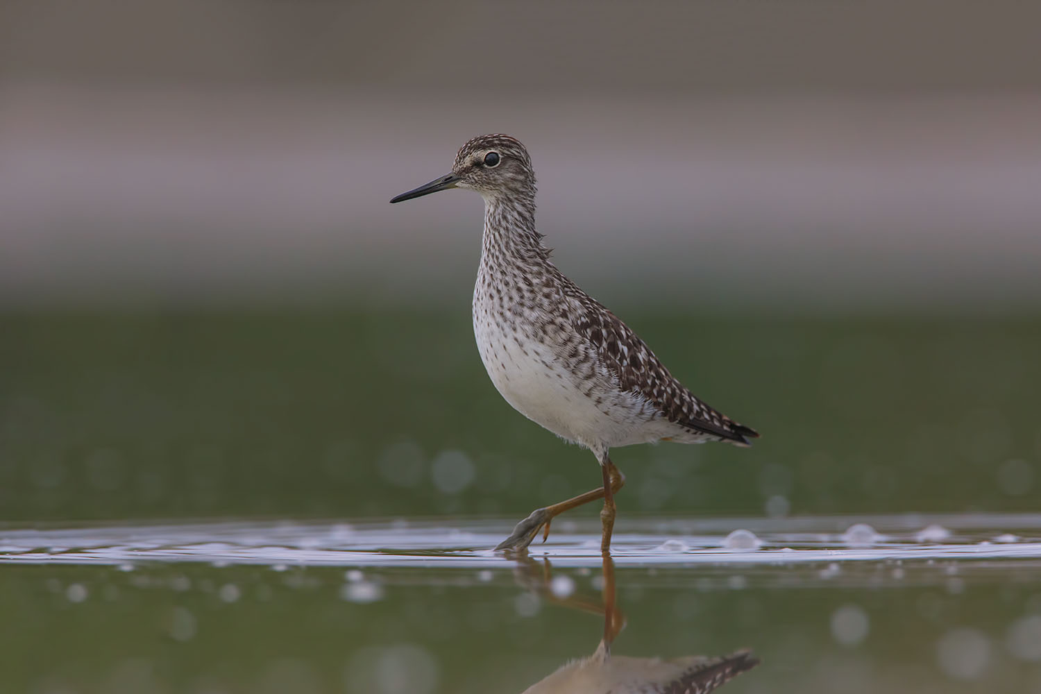 il passo elegante del piro piro