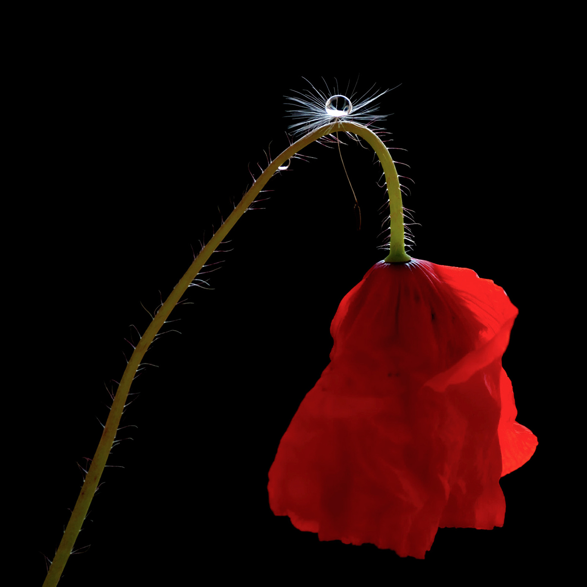 vestita di rosso con diamante..