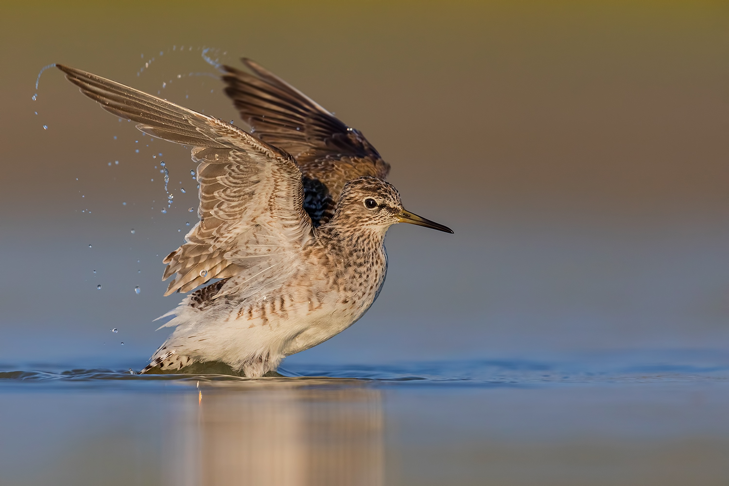 Piro Piro Boschereccio