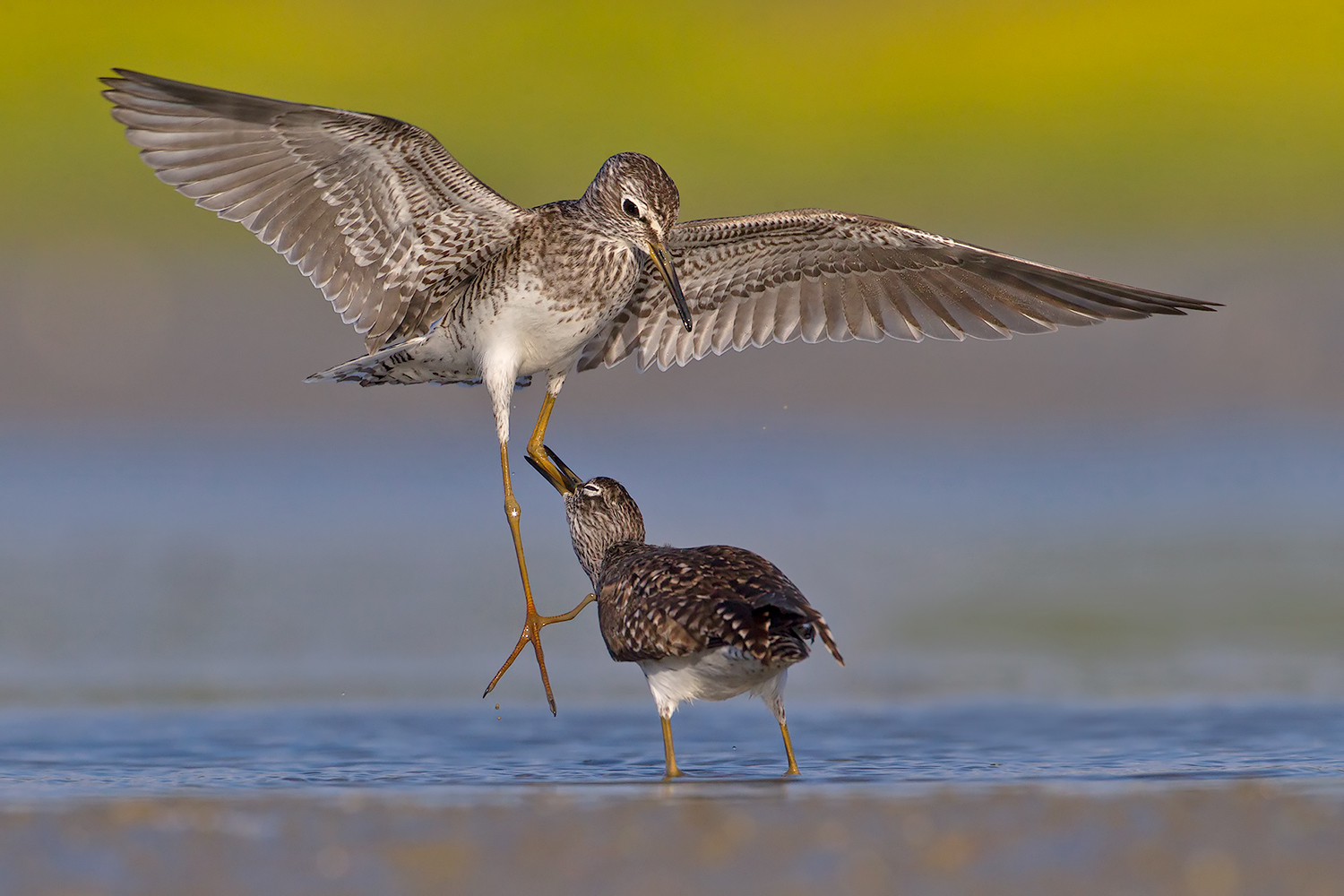 Lotte dei Boscherecci !!!