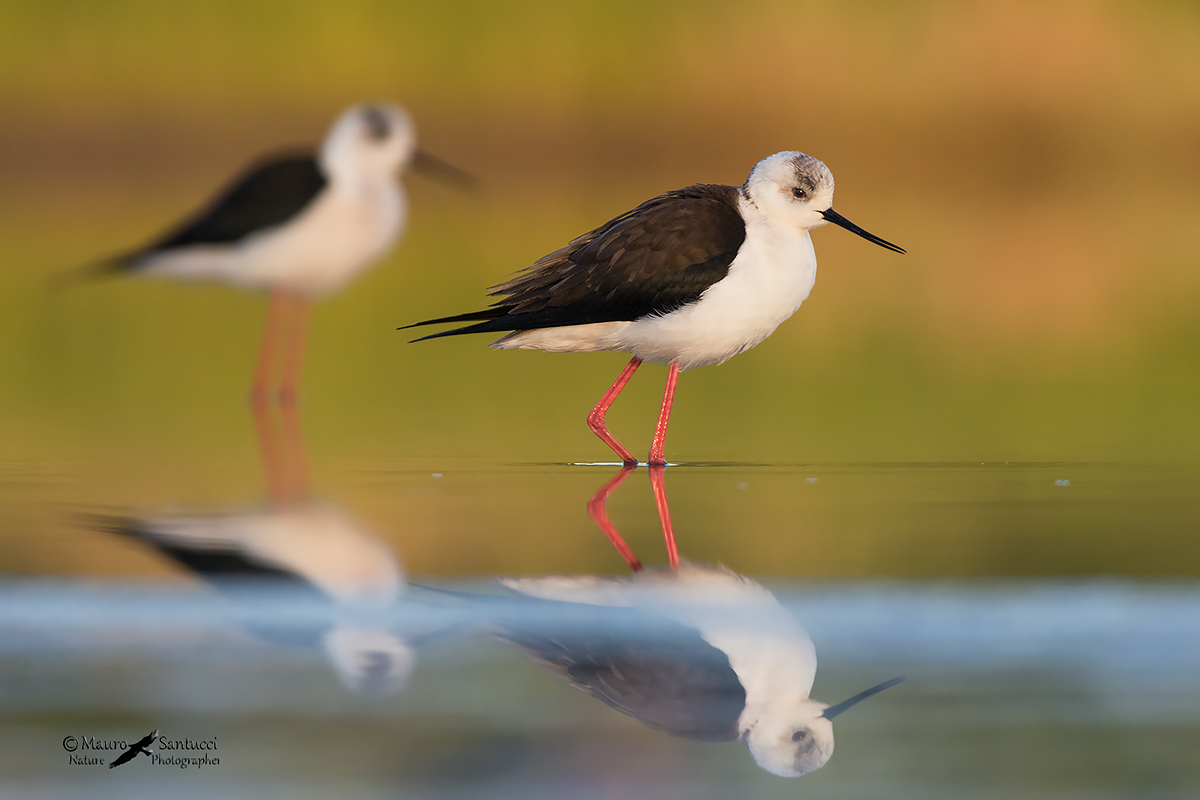 Cavalieri e la magica luce dell'alba