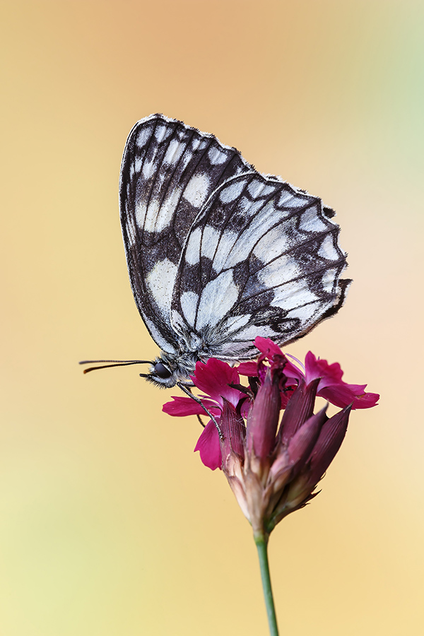 Melanargia galathea