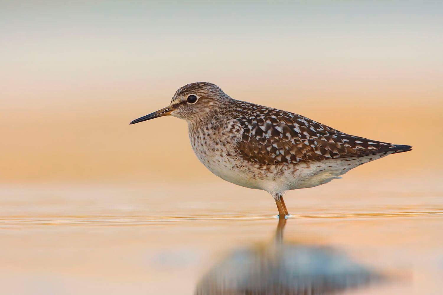 puro piro boschereccio