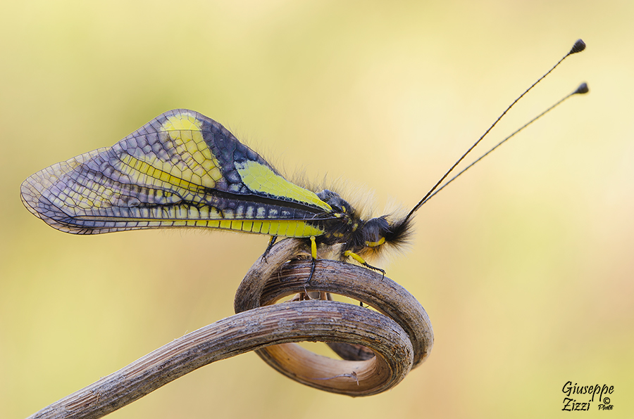 Libelloides Coccajus