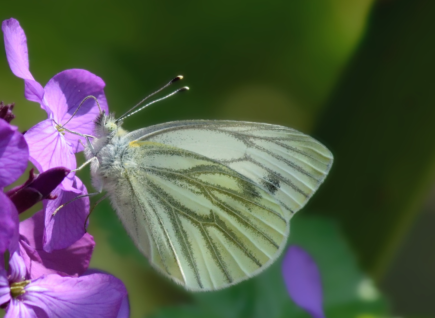 Pieris napi