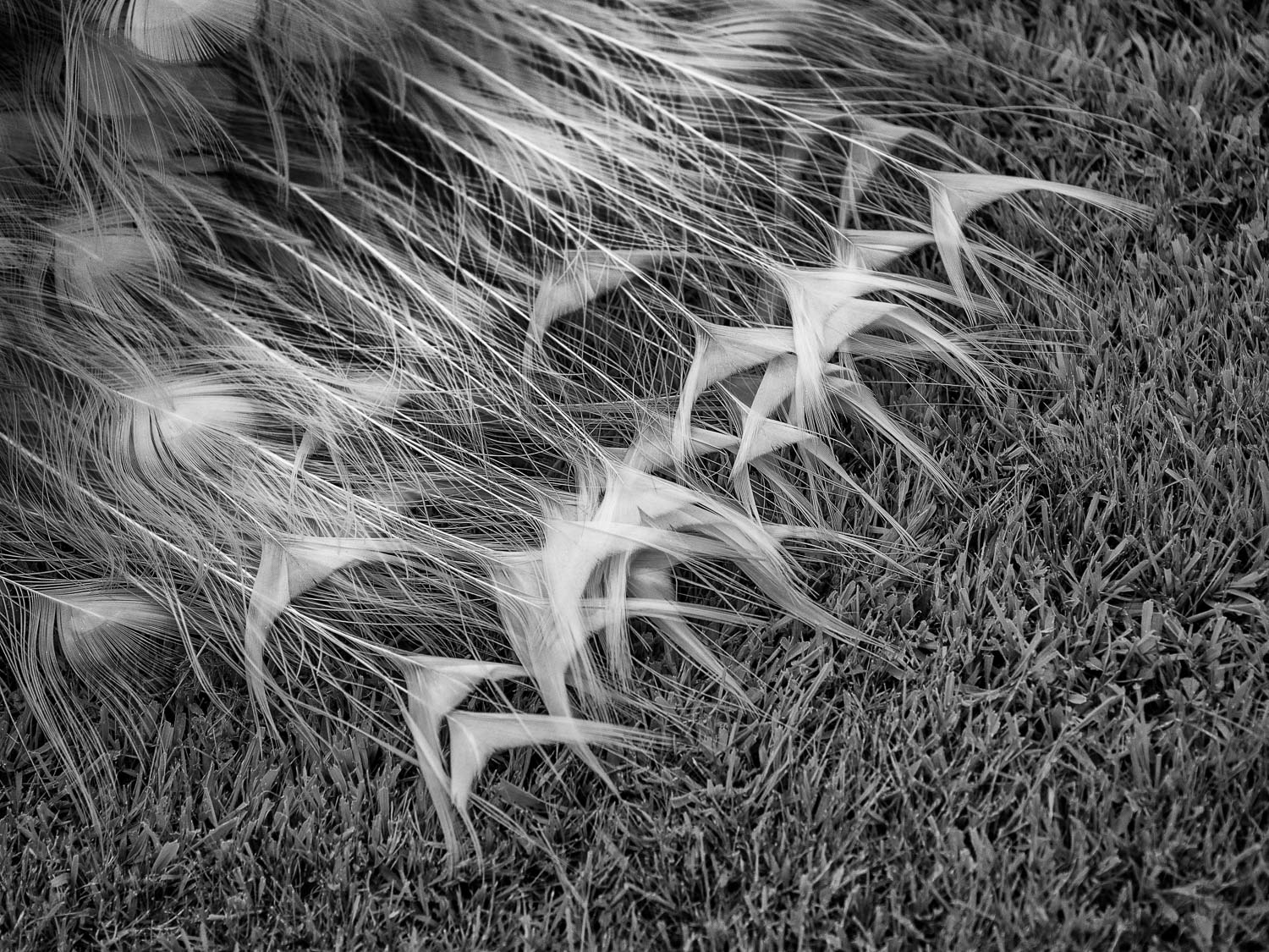Peacock feathers