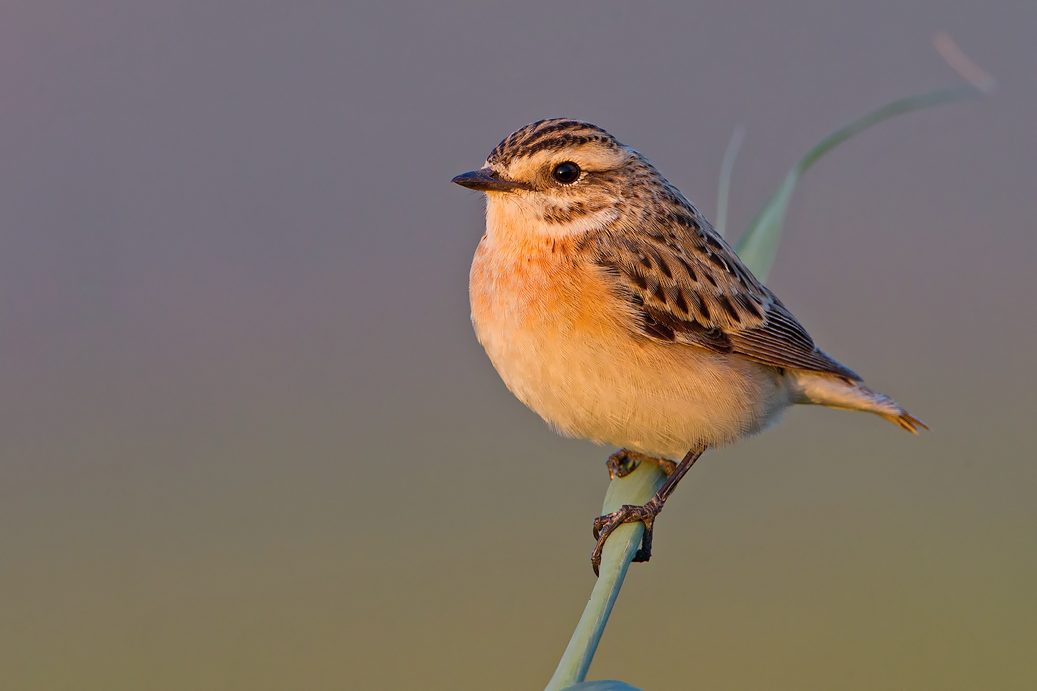 Tramonto con lo Stiaccino !!!