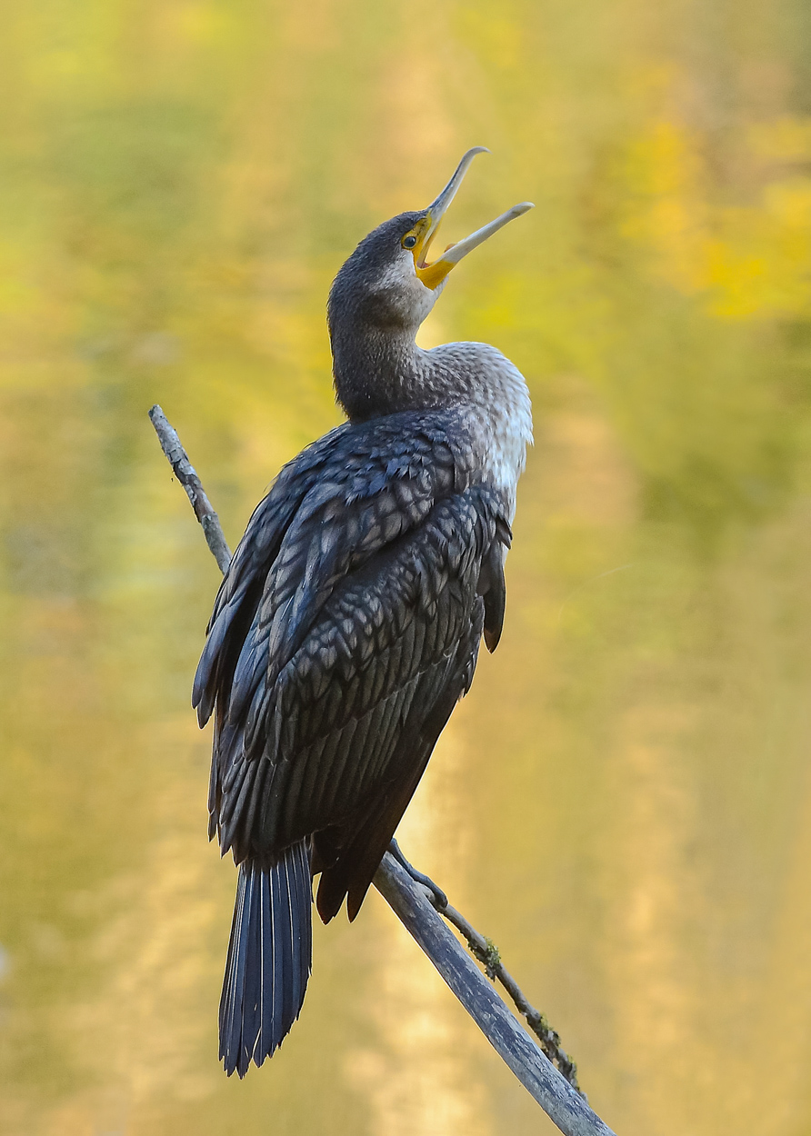 Lo sbadiglio del cormorano
